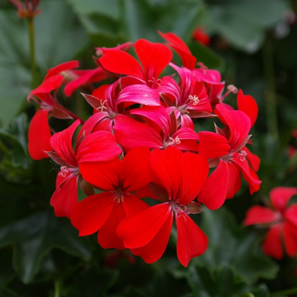 Kwiaty balkonowe - Pelargonia, fot. Hans Braxmeier - Pixabay