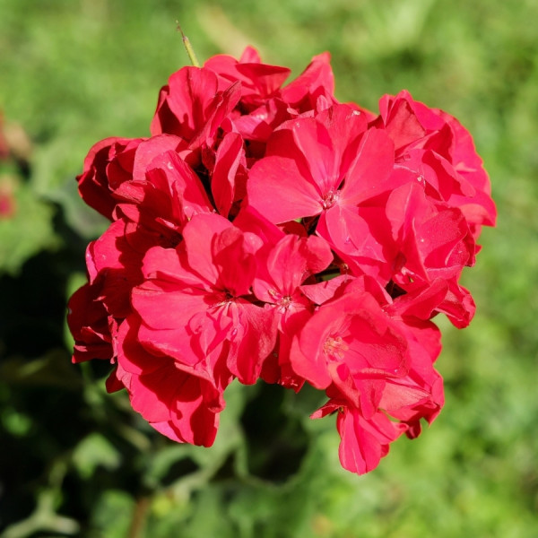 Kwiaty balkonowe - Pelargonia rabatowa, fot. Couleur - Pixabay