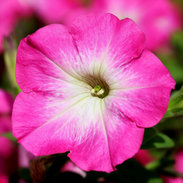 Kwiaty balkonowe - Petunia, fot. manseok - Pixabay