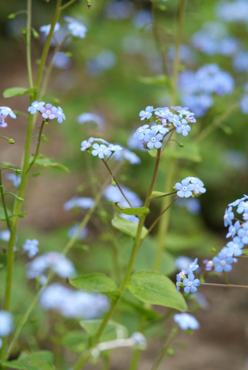 8 cieniolubnych bylin do ogrodu – brunnera fot. iVerde 