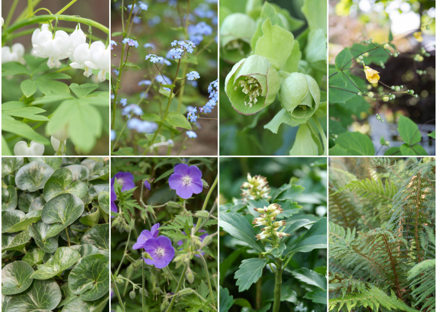 8 cieniolubnych bylin do ogrodu