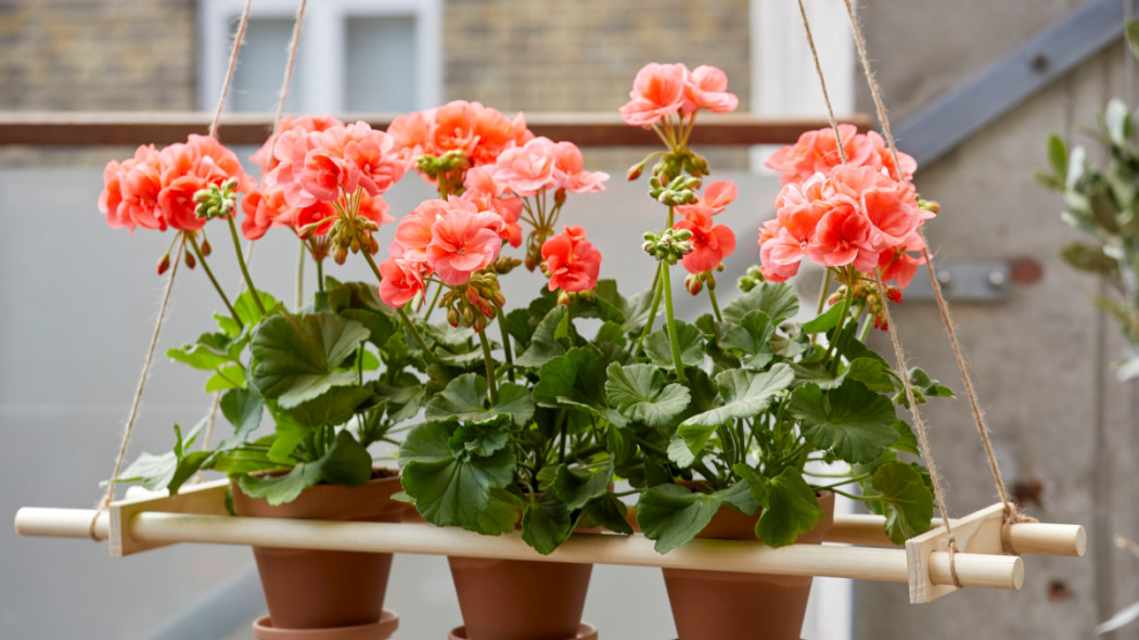 huśtawka na kwiaty fot. Pelargonium for Europe 