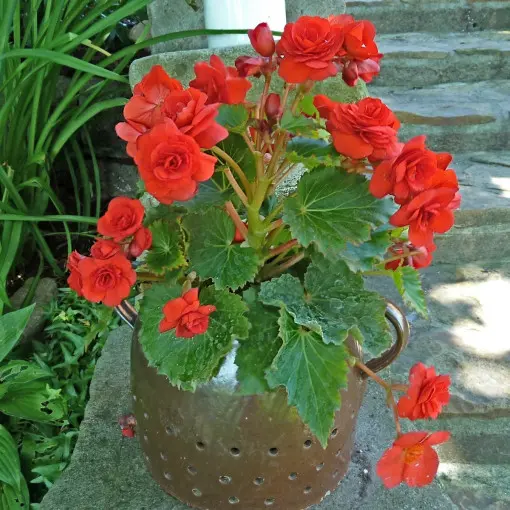 Begonia bulwiasta