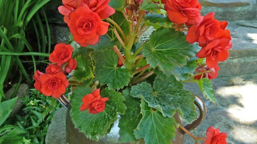 Begonia bulwiasta