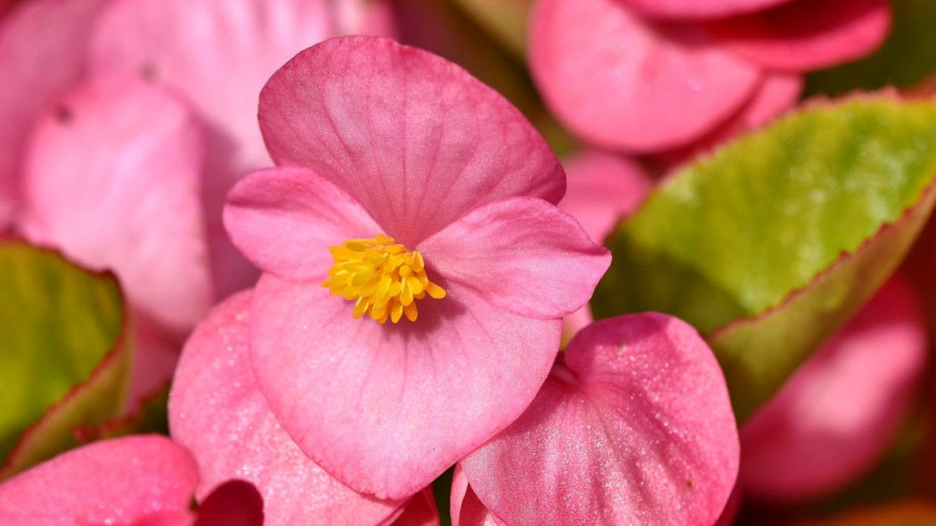 Begonia stale kwitnąca, fot. Capri23auto - Pixabay