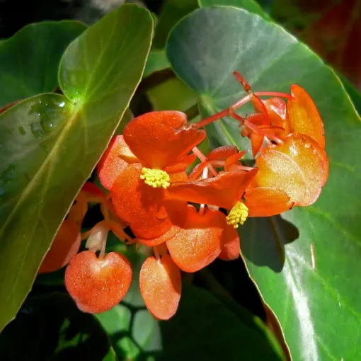 Begonia stale kwitnąca