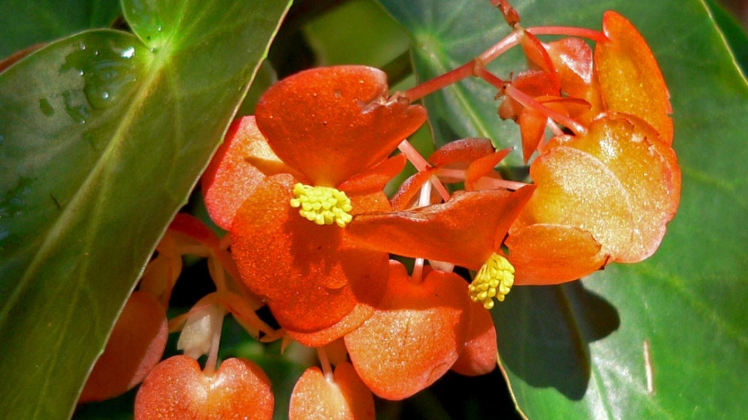 Begonia stale kwitnąca, fot. Stan Shebs (CC BY-SA 3.0) - Wikimedia Commons