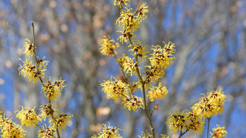 Polecamy krzew kwitnący zimą, fot. sshreet - Pixabay