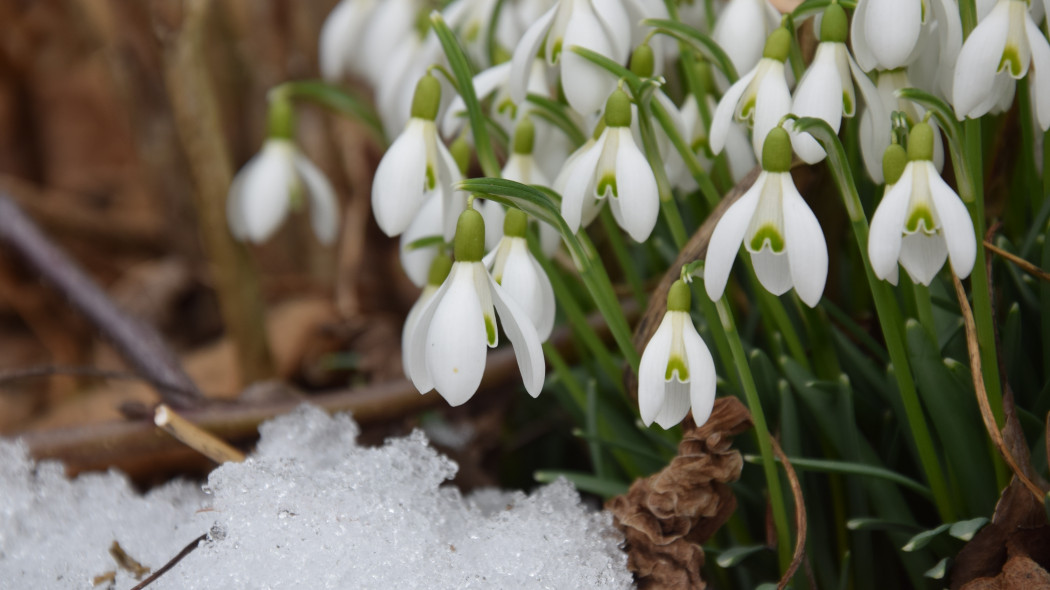 uprawa przebiśniegów w ogrodzie fot. Georg Satzinger - Pixabay