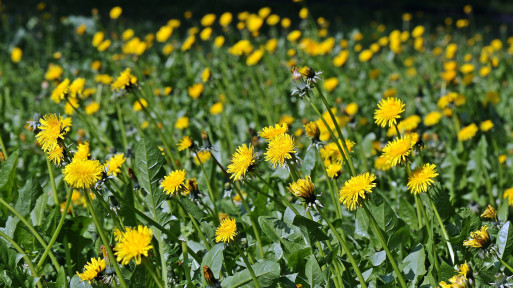 Parszywa 12 ogrodowych chwastów | Jak je rozpoznać i czym zwalczać?