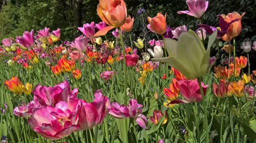 Ogrody Keukenhof: królestwo tulipanów, hiacyntów, narcyzów i krokusów