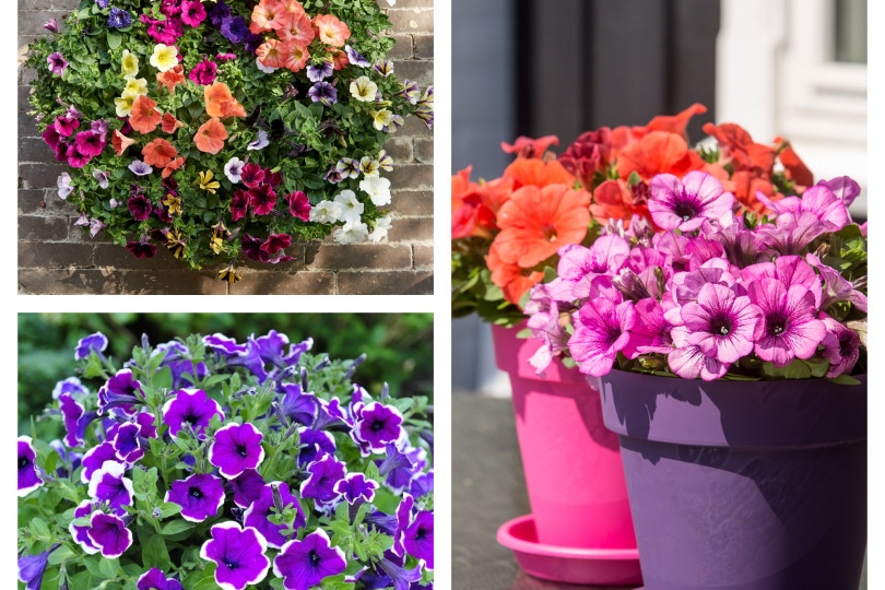 petunia i surfinia - kwiat na słoneczny balkon fot. Flower Council Holland oraz Flora Dania