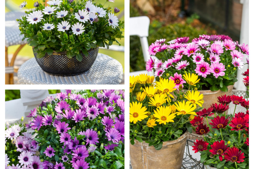 osteospermum - kwiat na słoneczny balkon fot. Flora Dania