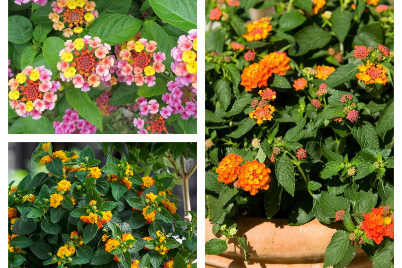 lantana - kwiat na słoneczny balkon fot. Flower Council Holland