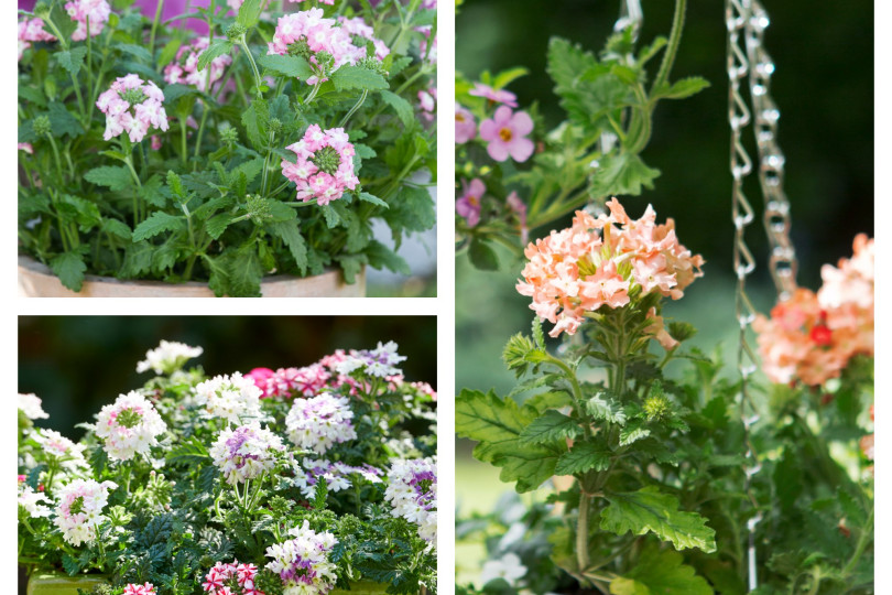 werbena - kwiat na słoneczny balkon fot. Flower Council Holland