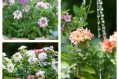 werbena - kwiat na słoneczny balkon fot. Flower Council Holland