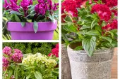 celosia - kwiat na słoneczny balkon fot. Flower Council Holland