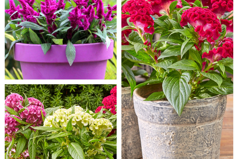 celosia - kwiat na słoneczny balkon fot. Flower Council Holland