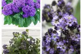 heliotrop - kwiat na słoneczny balkon fot. Flower Council Holland oraz Flora Dania