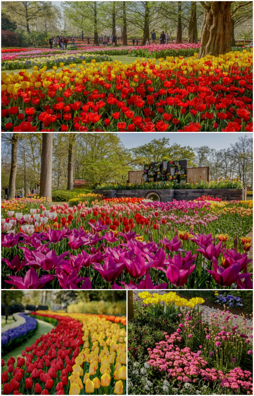 Ogrody Keukenhof - kolaż