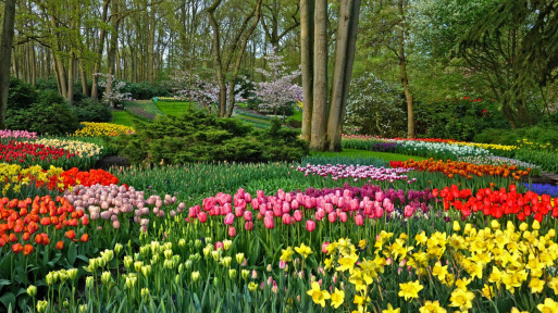 Ogrody Keukenhof: królestwo tulipanów, hiacyntów, narcyzów i krokusów