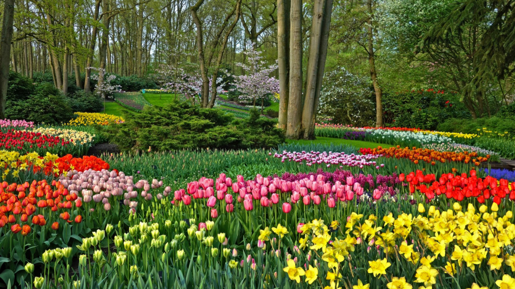 Ogrody Keukenhof, fot. cision.com/keukenhof - materiały prasowe