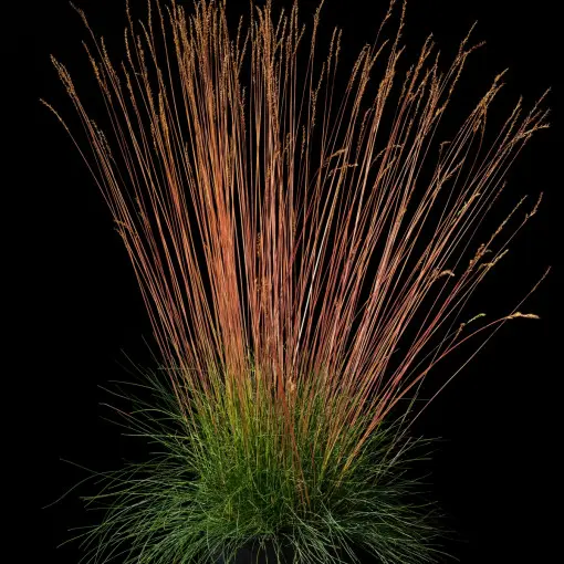 Kostrzewa 'Miedzianobrody'