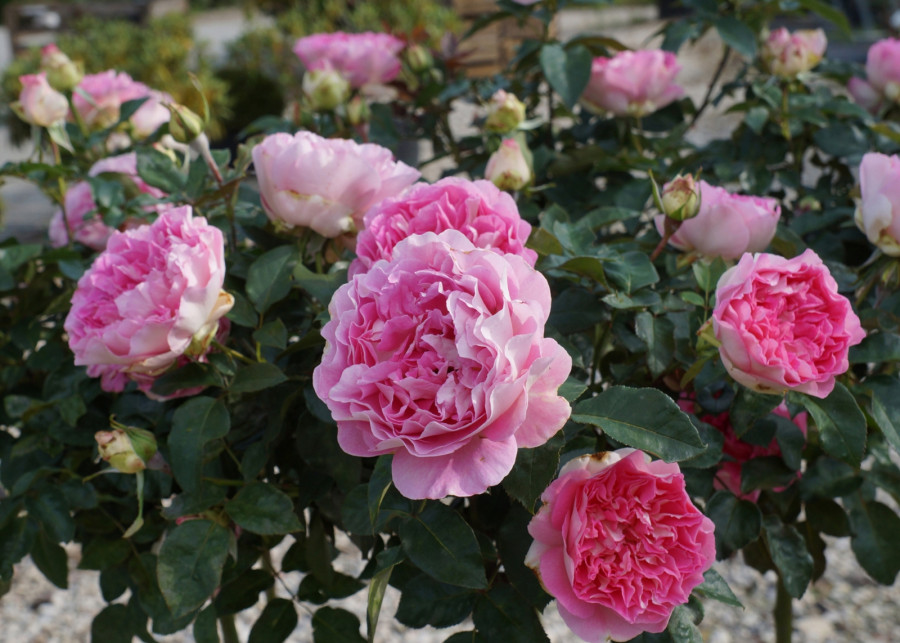 Róża BORNEO ODORE 'Intercomgarf', fot. Konkurs Roślin Nowości 2019