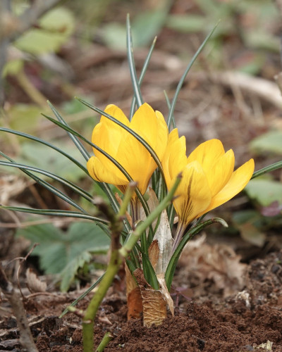 Krokus złocisty (fot. André SAAD - Pixabay)