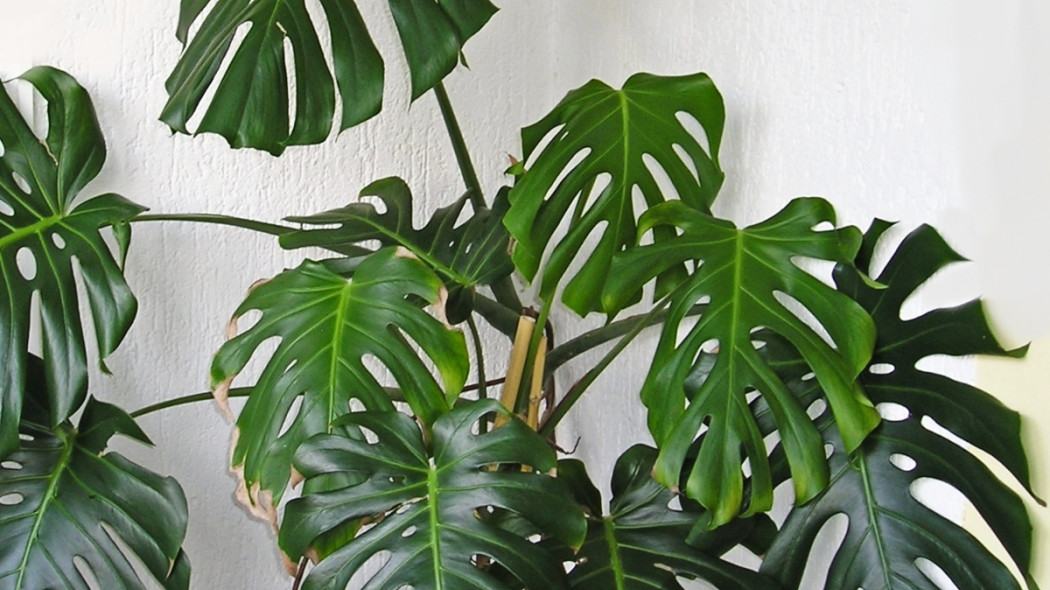 Monstera dziurawa, fot. blumenbiene (CC BY 2.0) - Flickr