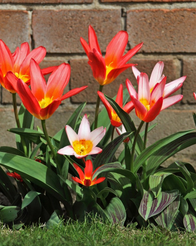 Tulipan Kaufanna (fot. PublicDomainPictures - Pixabay)