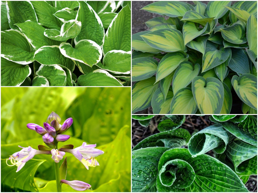 Funkia, hosta