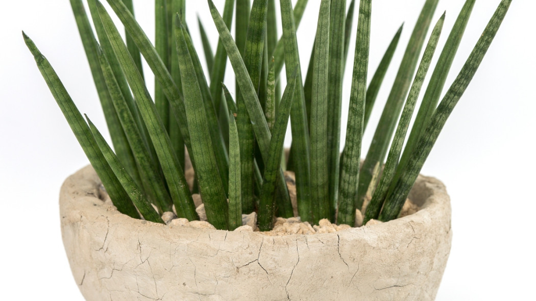 Sansevieria walcowata, fot. Flora Dania