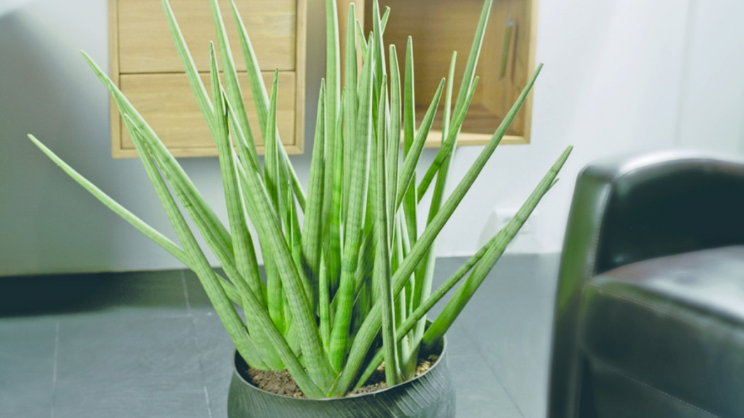 Sansevieria walcowata, fot. Flora Dania