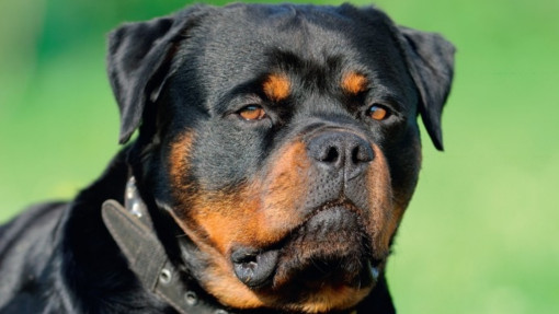 Rottweiler w ogrodzie | Dobre rady ekspertów