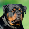 Rottweiler w ogrodzie | Dobre rady ekspertów