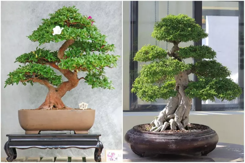 Drzewka bonsai: poradnik dla początkująch