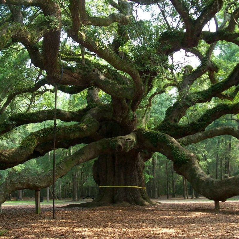 Bonsai inspiracja, fot. Jon Campbell - Freeimages