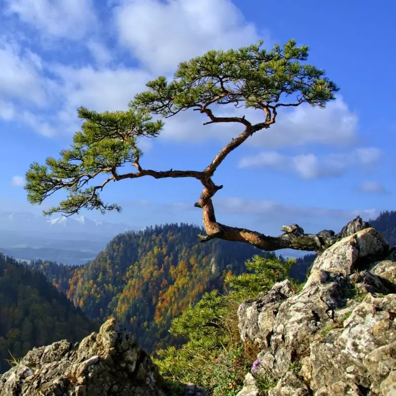 Bonsai inspiracja, fot. jarekgrafik - Pixabay