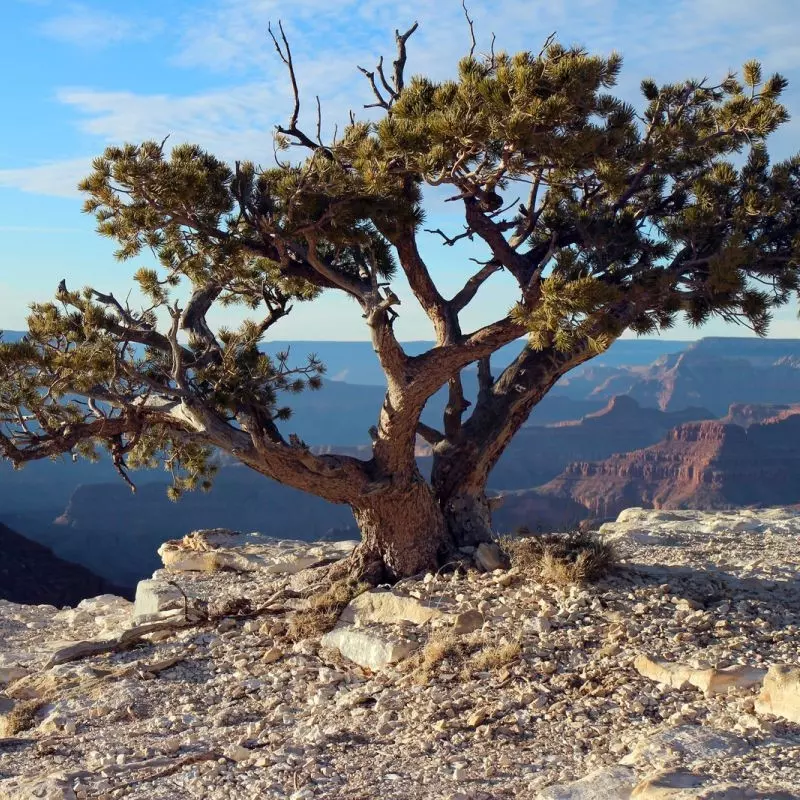 Bonsai inspiracja, fot. Grand Canyon NPS - Foter