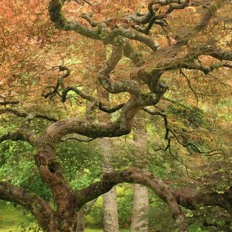 Bonsai inspiracja, fot. jepoirrier - Foter