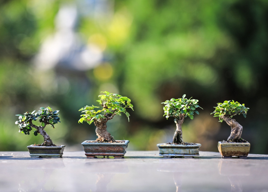 Drzewka bonsai: poradnik dla początkująch, fot. Ilona Ilyés - Pixabay