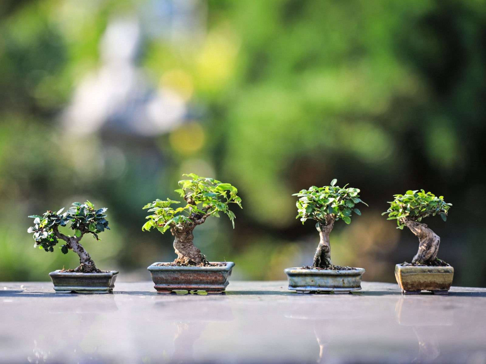 granatapfel bonsai ziehen Seedeo® Zwerg-Granatapfel (Punica granatum nana) Bonsai 30 Samen main image 1