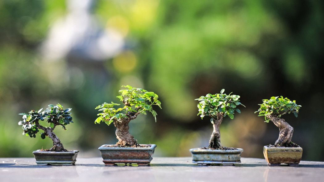 Drzewka bonsai: poradnik dla początkująch, fot. Ilona Ilyés - Pixabay