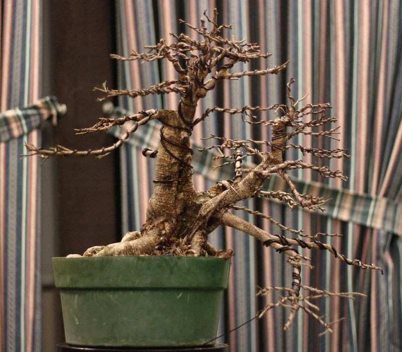 Formowanie bonsai, drutowanie, fot. Sage Ross - Flickr