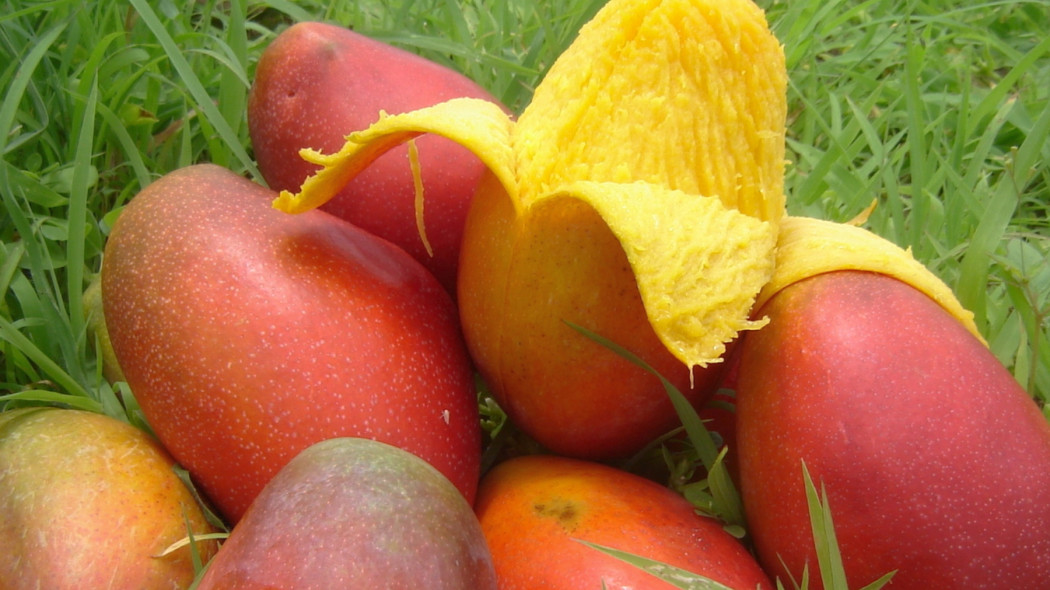 Uprawa mango z pestki, fot. Oscar Belen - FreeImages