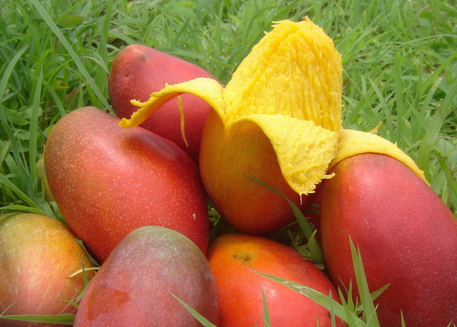 Uprawa mango z pestki, fot. Oscar Belen - FreeImages