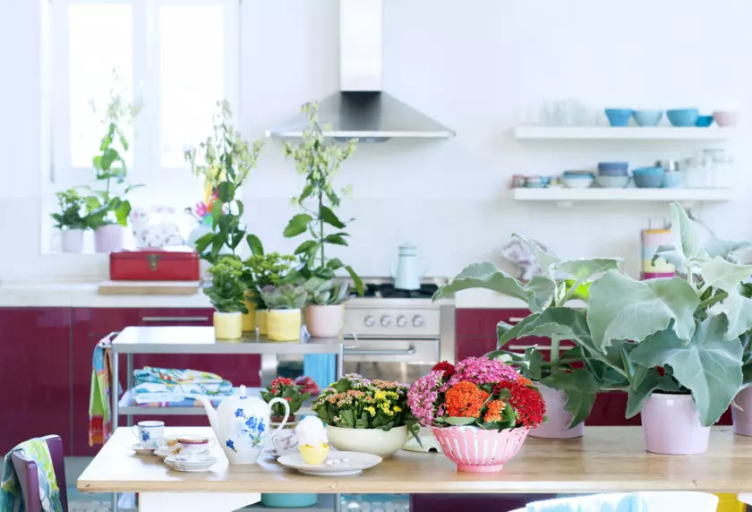 Jak pielęgnować kalanchoe w domu