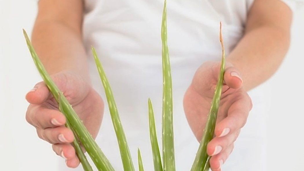 Aloes (nad)zwyczajny, jak go uprawiać w doniczce, fot. WavebreakmediaMicro - Fotolia