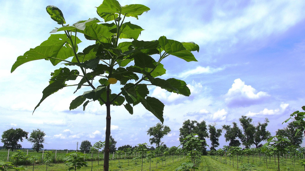 Paulownia Oxytree - drzewo tlenowe